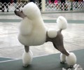 泰迪犬怎么养？泰迪犬好养吗？