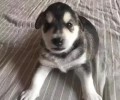 从这五种睡觉姿势看小狗对你的情感