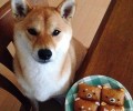 小狗饲养常见问题