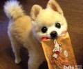 小宠物主一定要了解的六个小狗喂养知识，养宠物必读