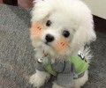 不必对小狗做的八件事有什么