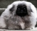 小狗吃水果，小狗能不能吃水果？