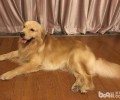 狗狗吹空调，狗狗吹空调的常见问题有什么？