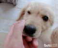 狗狗不能吃的物品有什么？