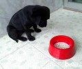 狗粮怎么泡，泡犬粮的常见问题都有哪些