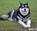 饲养阿拉斯加犬要注意什么，喂哪些对阿拉斯加犬头发好