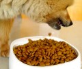 合适饲养大型狗的犬粮，大型狗犬粮挑选