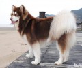 如何区分金毛和阿拉斯加犬，金毛和阿拉斯加犬的差别有什么