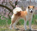 柴犬和秋田犬有什么不同？