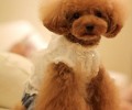 狗狗怕冷吗小狗畏冷有关难题答疑解惑