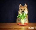 狗狗不能吃的蔬菜水果都有哪些