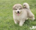 猫奴留意!春天养宠物必须留意的难题有什么?