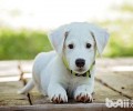 幼狗吃那类犬粮比较好如何选择适合的犬粮