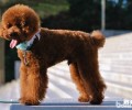 养宠物必知务必要保证的6件事