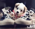 小狗带玲铛   给小狗带玲铛有什么益处