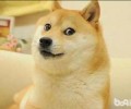 简单区别柴犬和秋田犬