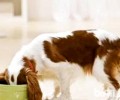 如何为小狗购买适合的犬粮？教你四招