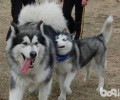 阿拉斯加犬和金毛有什么不同 阿拉斯加犬和金毛不同点