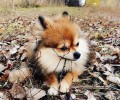 养狗狗有什么益处
