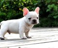 多少的幼狗能够喂干犬粮，幼犬喂养的常见问题