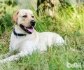 短毛犬冬季怎么养 短毛犬冬季喂养常见问题