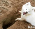 狗狗刨地 狗狗刨地的缘故有什么