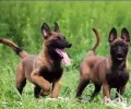 马犬幼犬好养吗 马犬幼犬如何喂养