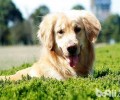 老年人犬医护 老年人犬医护的六大关键点