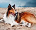 英国德牧犬好养吗 英国德牧犬喂养方法