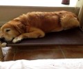 老年人犬应当如何喂养 老年人犬喂养常见问题