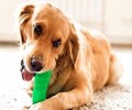 狗狗磨牙棒怎么选择 狗狗磨牙棒有哪些？