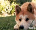 秋田犬好养吗？秋田犬喂养方法