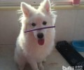 狗狗发情该怎么办 小狗直系亲属挑选