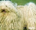 波利犬好养吗？波利犬饲养方法