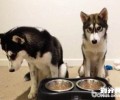 小狗在不一样时节的喂养方式?不一样时节喂养小狗必须留意的地区