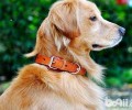 狗狗项圈如何选择