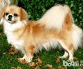 西藏猎犬好养吗？西藏猎犬喂养忌讳