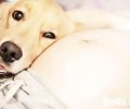 怀孕养狗常见问题 怀了孕能养宠物吗