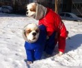雨雪天能够遛猫遛狗吗 雨雪天遛猫遛狗常见问题