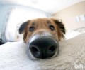 狗狗眼部及耳朵里面鼻部详解