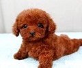 不一样年龄层的泰迪犬饲养方式 泰迪幼犬饲养常见问题