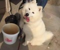 养宠物以前要搞好什么充分准备？