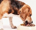 为幼狗泡犬粮的方法都有哪些？