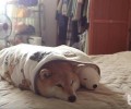 柴犬如何选择 柴犬喂养方式详细介绍