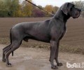 大丹犬好养吗 大丹犬喂养方法