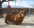 腊肠犬如何 怎样选择一只能的腊肠犬