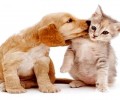 小狗和猫猫如何和谐相处 猫和狗和睦相处的五大方法
