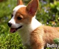 小狗能不能吃香蕉 狗狗吃香蕉好么