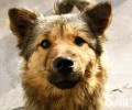 如何和流浪犬交往 和流浪犬交往的方式