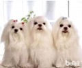 怎么清理狗毛 狗毛清除方法